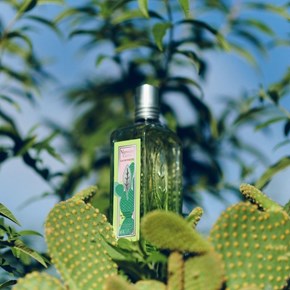 Novosti u </br>L'Occitane en Provence